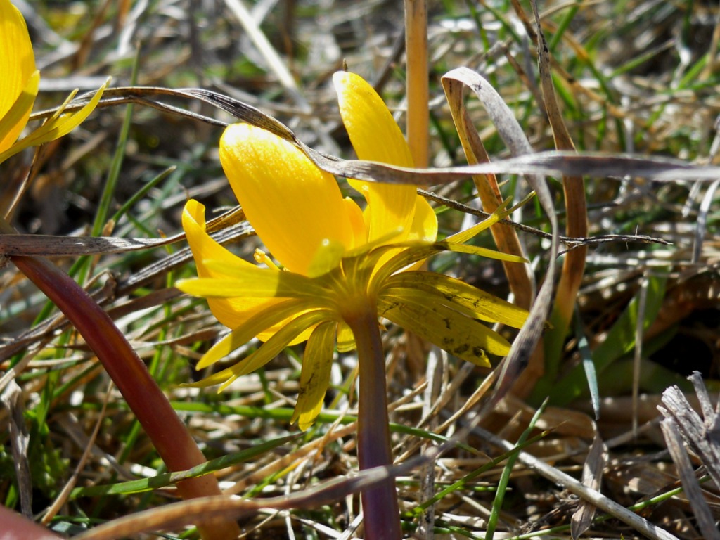 Eranthis hyemalis (L.) Salisb.